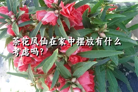 茶花凤仙在家中摆放有什么考虑吗？