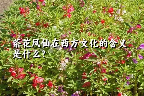 茶花凤仙在西方文化的含义是什么？
