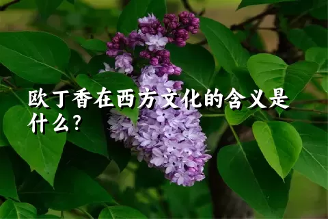 欧丁香在西方文化的含义是什么？