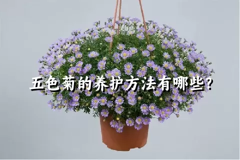 五色菊的养护方法有哪些？