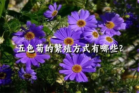 五色菊的繁殖方式有哪些？