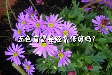 五色菊需要经常修剪吗？