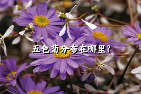 五色菊分布在哪里?