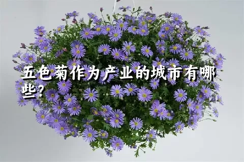 五色菊作为产业的城市有哪些？