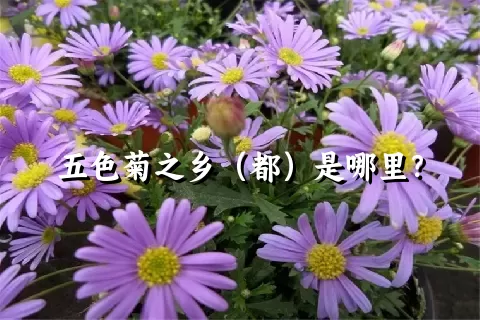 五色菊之乡（都）是哪里？