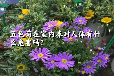 五色菊在室内养对人体有什么危害吗？