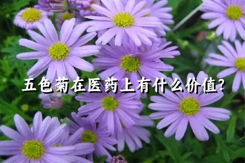 五色菊在医药上有什么价值？