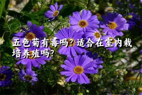 五色菊有毒吗？适合在室内栽培养殖吗？