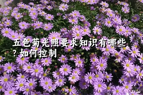 五色菊光照要求知识有哪些？如何控制
