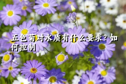 五色菊对水质有什么要求？如何控制