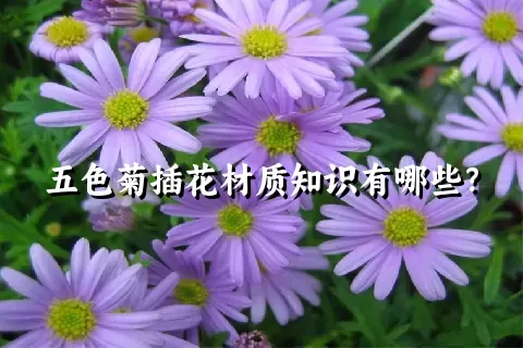 五色菊插花材质知识有哪些？