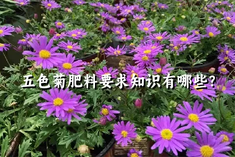 五色菊肥料要求知识有哪些？