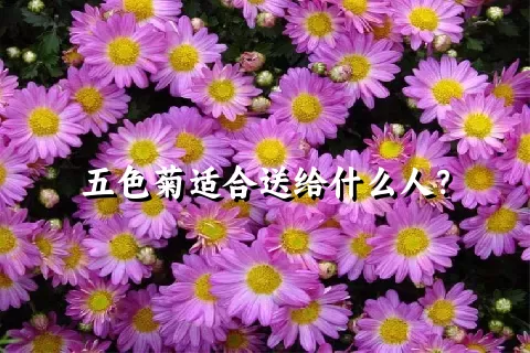 五色菊适合送给什么人？
