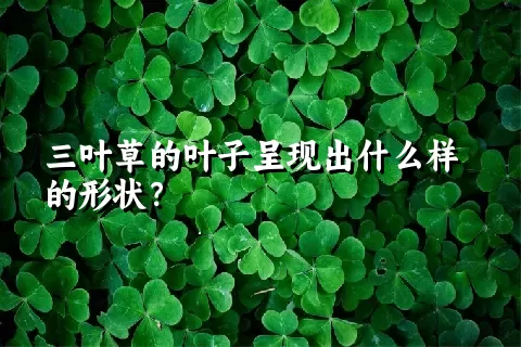 三叶草的叶子呈现出什么样的形状？