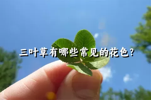 三叶草有哪些常见的花色？