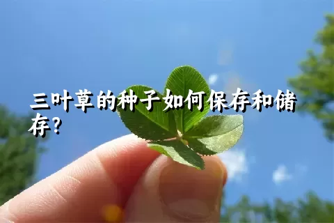 三叶草的种子如何保存和储存？