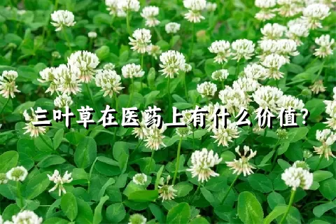 三叶草在医药上有什么价值？