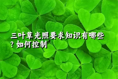 三叶草光照要求知识有哪些？如何控制