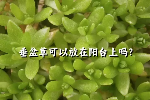 垂盆草可以放在阳台上吗？