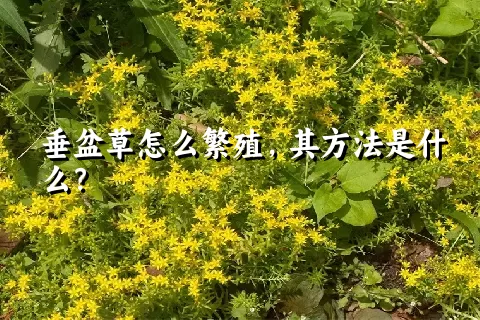 垂盆草怎么繁殖，其方法是什么？