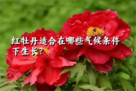 红牡丹适合在哪些气候条件下生长？