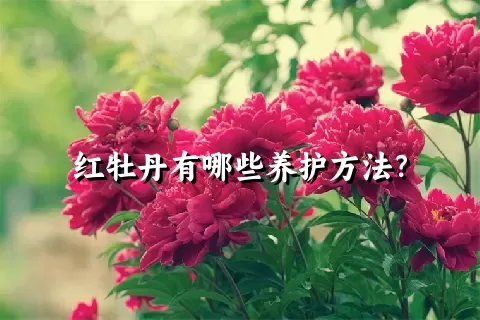 红牡丹有哪些养护方法？