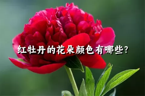 红牡丹的花朵颜色有哪些？
