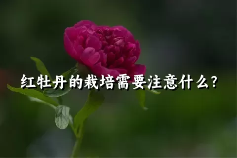 红牡丹的栽培需要注意什么？