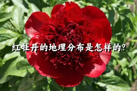 红牡丹的地理分布是怎样的？