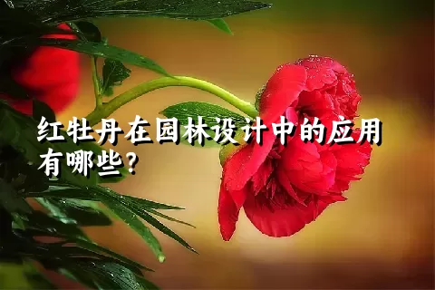 红牡丹在园林设计中的应用有哪些？