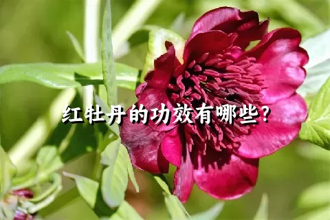 红牡丹的功效有哪些？