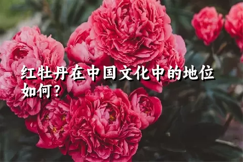 红牡丹在中国文化中的地位如何？