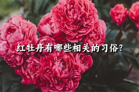 红牡丹有哪些相关的习俗？