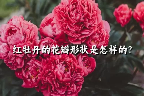 红牡丹的花瓣形状是怎样的？