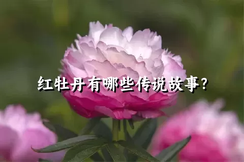 红牡丹有哪些传说故事？