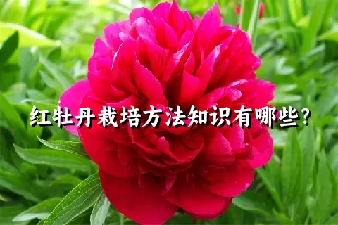 红牡丹栽培方法知识有哪些？