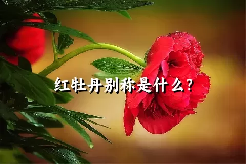 红牡丹别称是什么？
