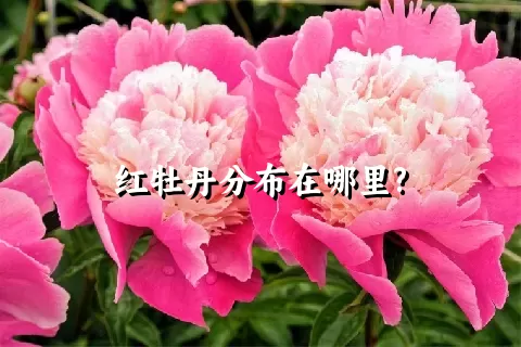 红牡丹分布在哪里?