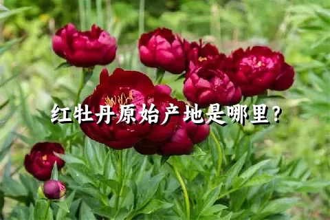 红牡丹原始产地是哪里？