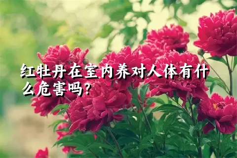 红牡丹在室内养对人体有什么危害吗？