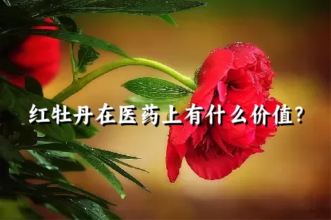 红牡丹在医药上有什么价值？