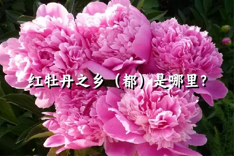 红牡丹之乡（都）是哪里？