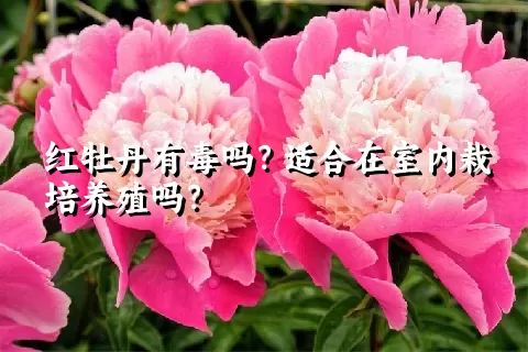 红牡丹有毒吗？适合在室内栽培养殖吗？