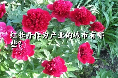 红牡丹作为产业的城市有哪些？