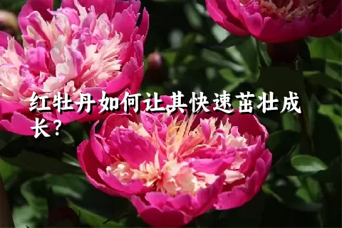 红牡丹如何让其快速茁壮成长？