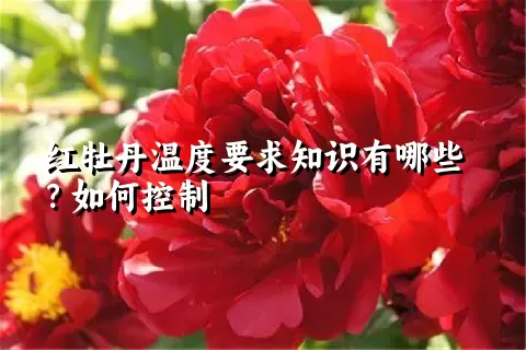 红牡丹温度要求知识有哪些？如何控制