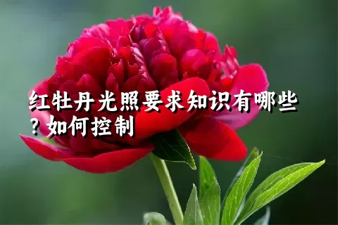 红牡丹光照要求知识有哪些？如何控制