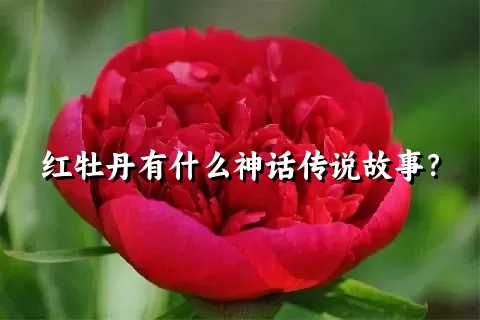 红牡丹有什么神话传说故事？