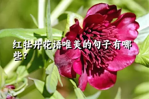 红牡丹花语唯美的句子有哪些？