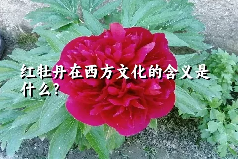 红牡丹在西方文化的含义是什么？